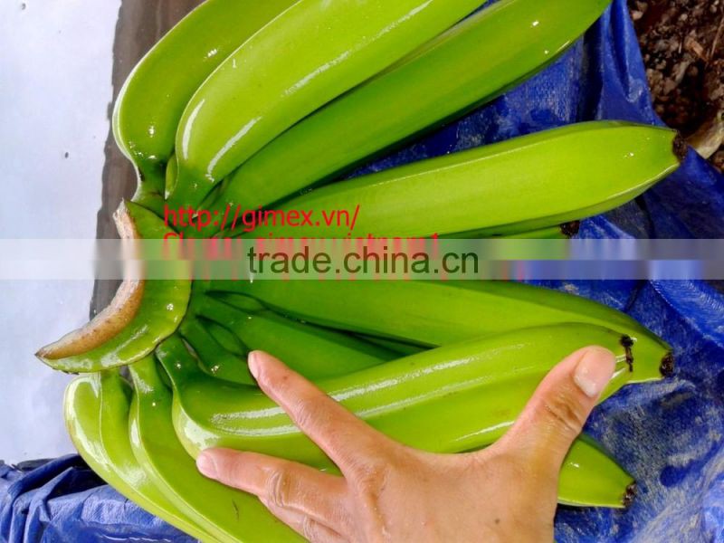 FRESH CAVENDISH BANANA EXPORTING GIMEX VIET NAM