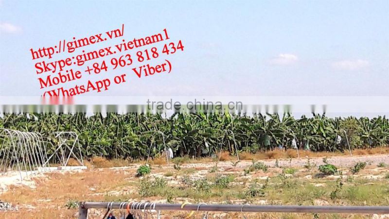 fresh green Cavendish Bananas