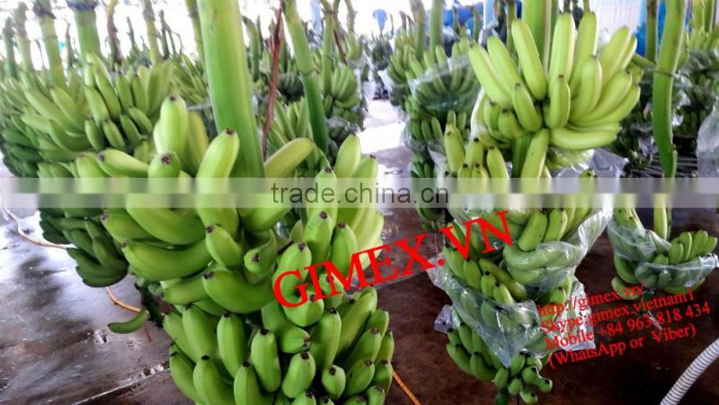 Grade A456 FRESH CAVENDISH BANANA +84963818434 whatsapp