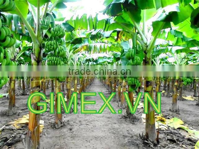 FRESH BANANA / Whatsapp +84 963818434