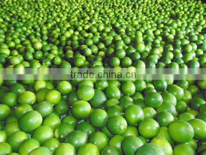 High Quality Fresh Lime 2016,