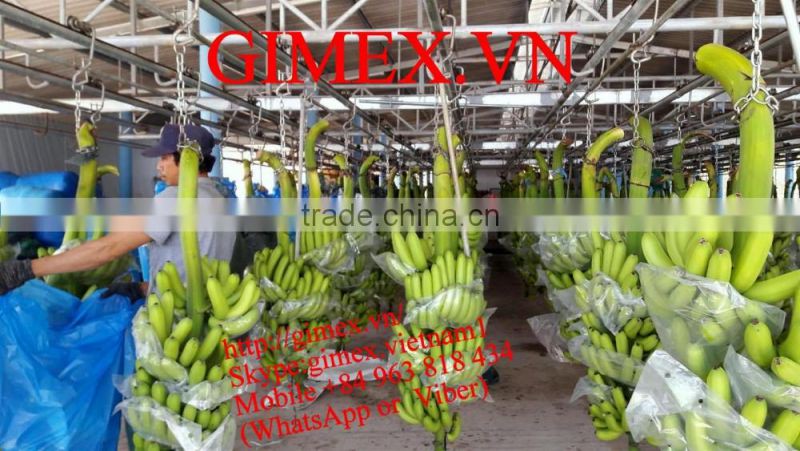 FRESH BANANA / Whatsapp +84 963818434