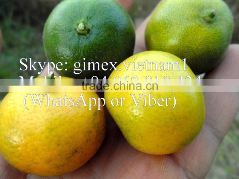 fresh Calamansi / whatsapp +84963818434