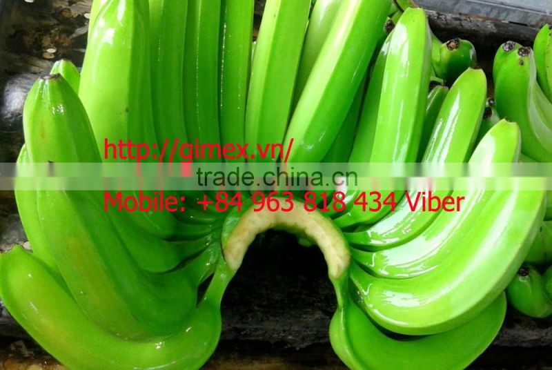 FRESH CAVENDISH BANANA EXPORTING GIMEX VIET NAM