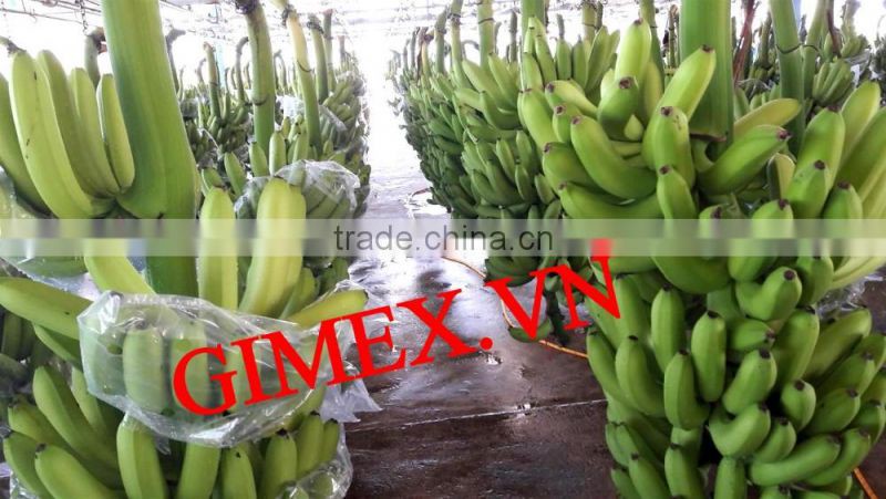 fresh green Cavendish Bananas