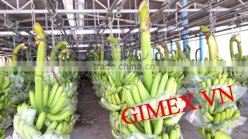 Grade A456 FRESH CAVENDISH BANANA +84963818434 whatsapp