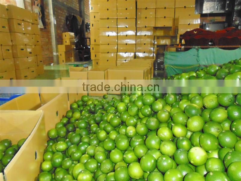 VIET NAM FRESH LEMON
