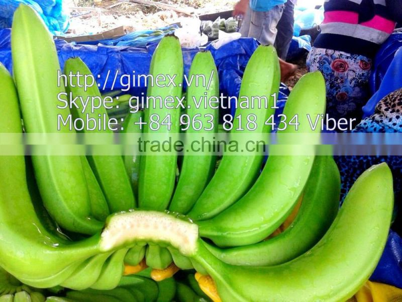 viet nam fresh Cavendish Bananas