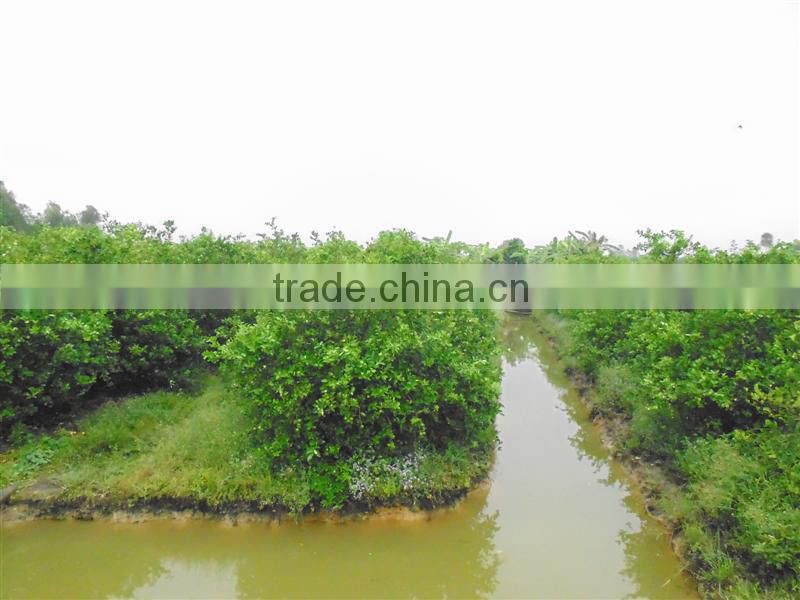 Good Lemon, High Quality Fresh Lemon, Fresh Lime