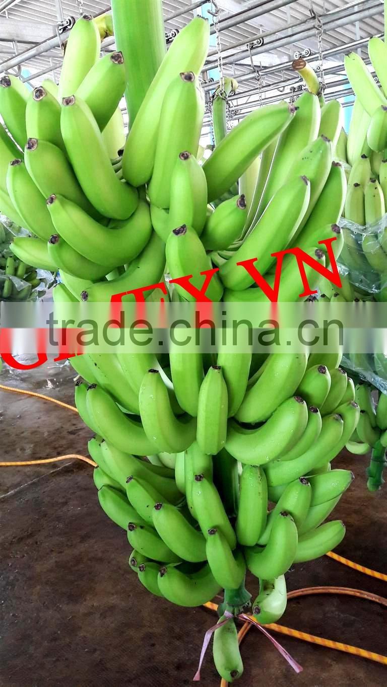Grade A456 FRESH CAVENDISH BANANA +84963818434 whatsapp