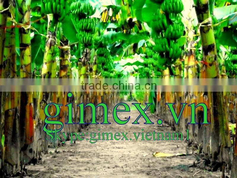 Grade A456 FRESH CAVENDISH BANANA +84963818434 whatsapp