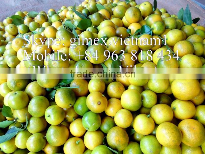 fresh Calamansi / whatsapp +84963818434
