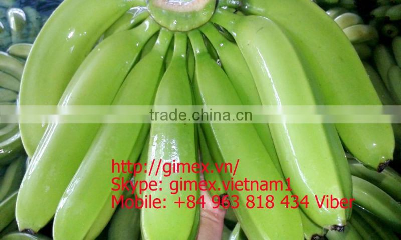 FRESH CAVENDISH BANANA EXPORTING GIMEX VIET NAM