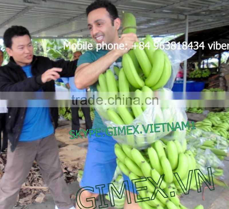viet nam fresh Cavendish Bananas