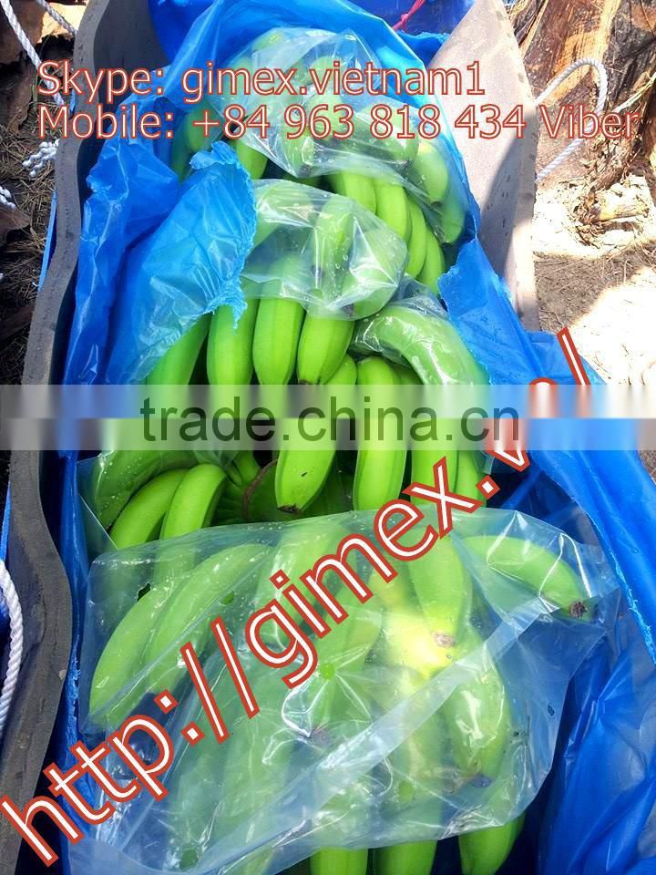viet nam fresh Cavendish Bananas