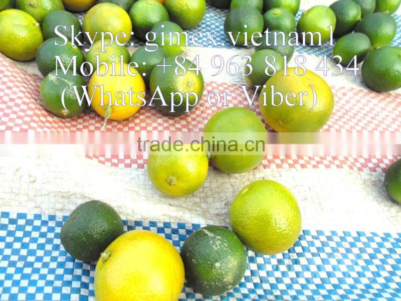 fresh Calamansi / whatsapp +84963818434