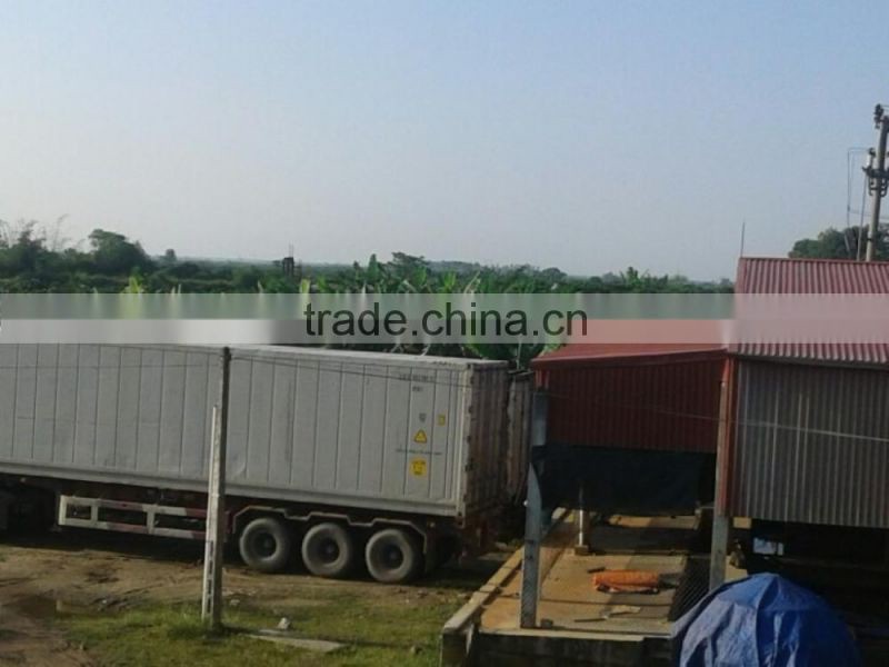 FRESH CAVENDISH BANANA EXPORTING GIMEX VIET NAM