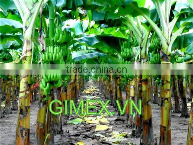 FRESH CAVENDISH BANANA EXPORTING GIMEX VIET NAM