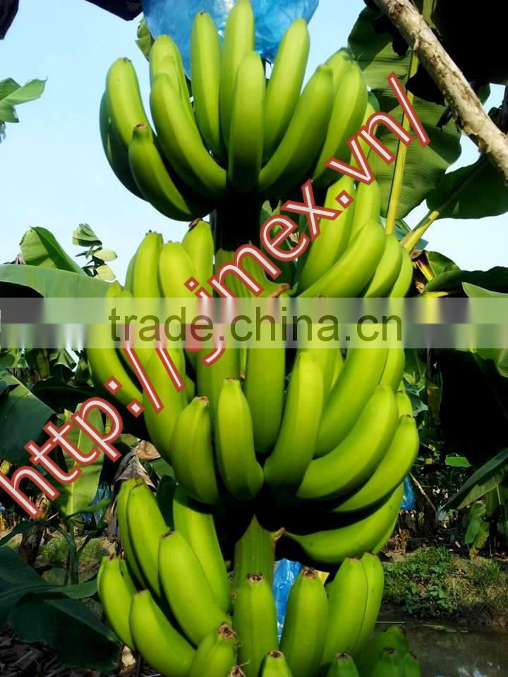viet nam fresh Cavendish Bananas