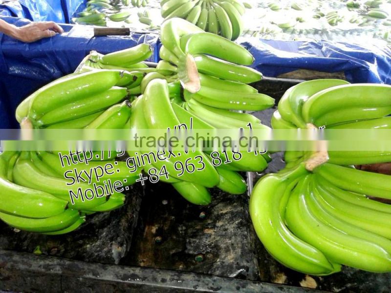 viet nam fresh Cavendish Bananas