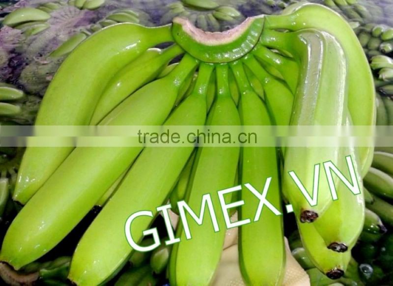 FRESH CAVENDISH BANANA EXPORTING GIMEX VIET NAM