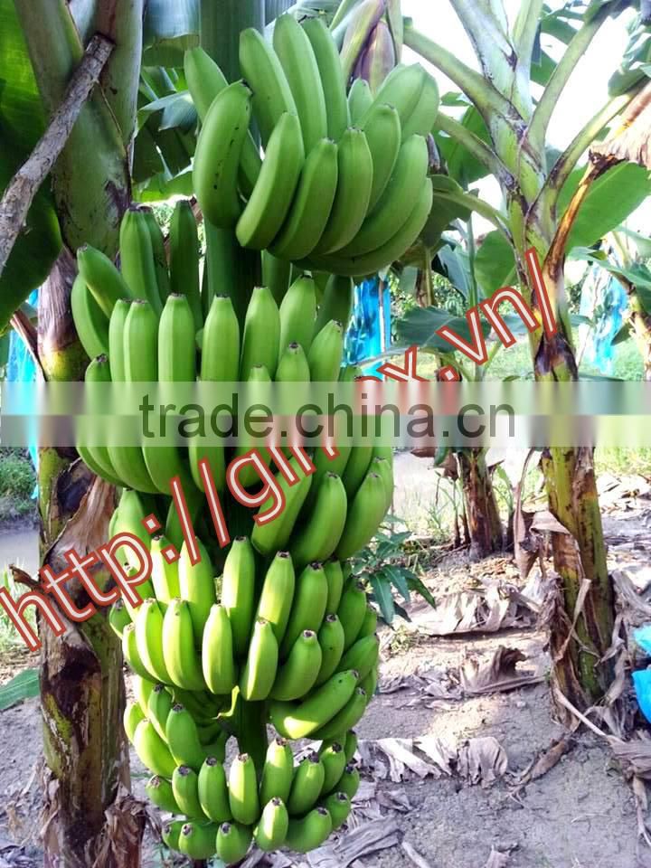 viet nam fresh Cavendish Bananas