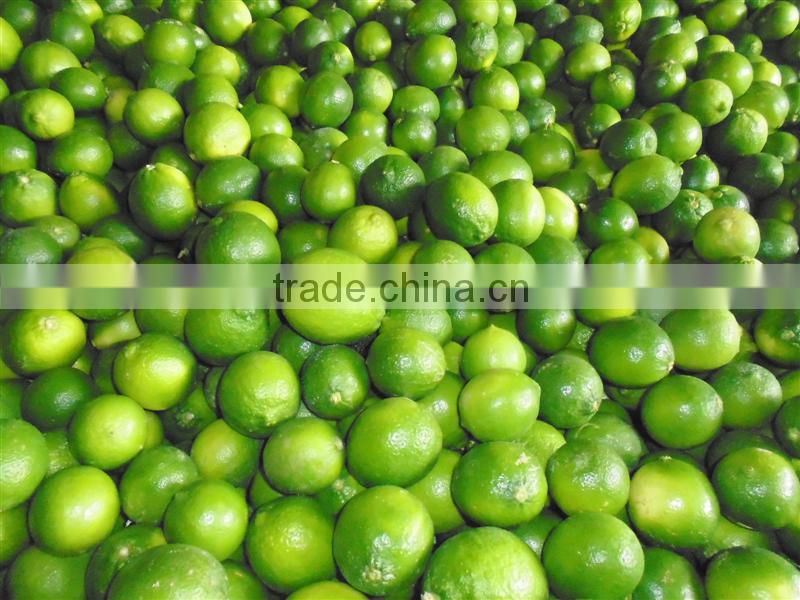 fresh Calamansi / whatsapp +84963818434