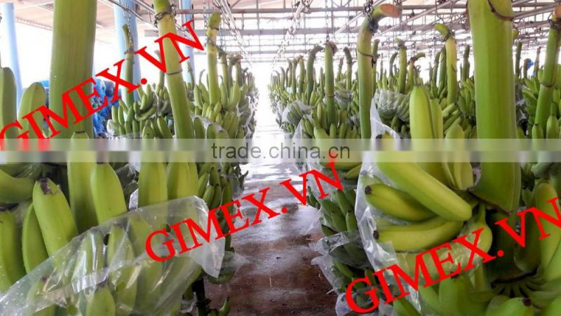 fresh green Cavendish Bananas