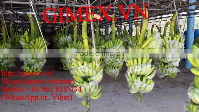 FRESH CAVENDISH BANANA EXPORTING GIMEX VIET NAM