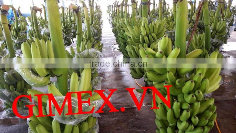 Grade A456 FRESH CAVENDISH BANANA +84963818434 whatsapp