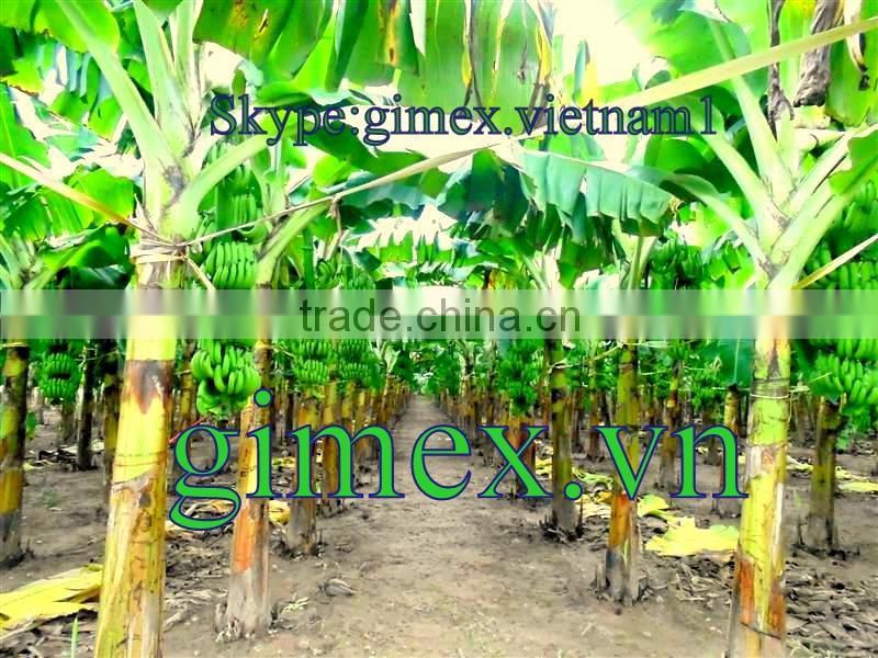 Grade A456 FRESH CAVENDISH BANANA +84963818434 whatsapp