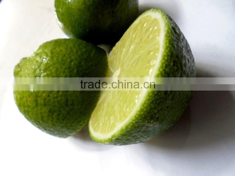 fresh Calamansi / whatsapp +84963818434