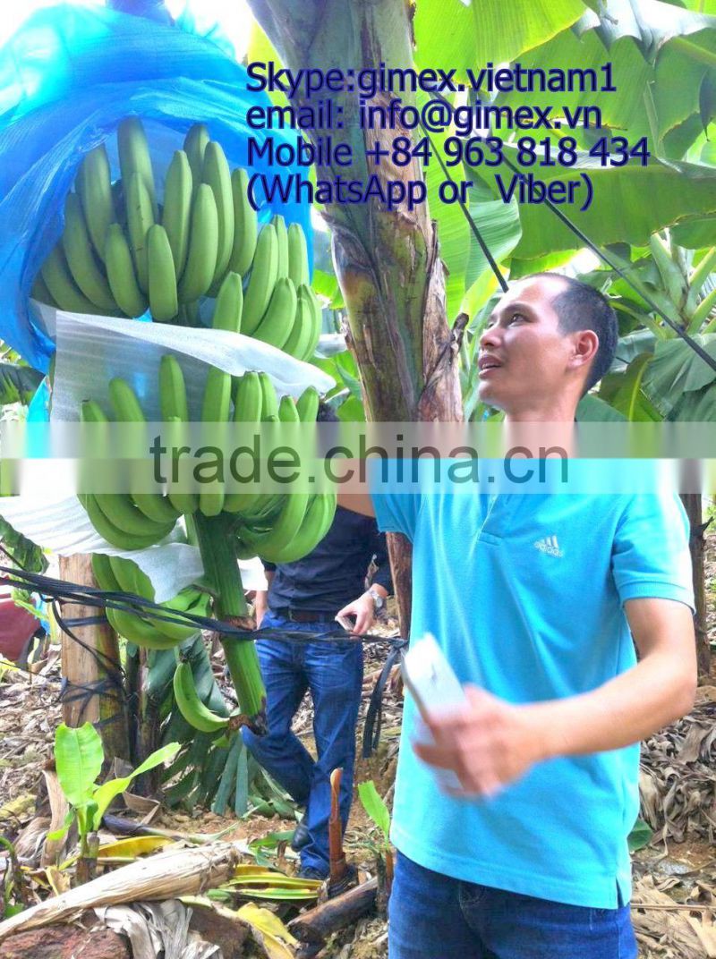 FRESH CAVENDISH BANANA EXPORTING GIMEX VIET NAM
