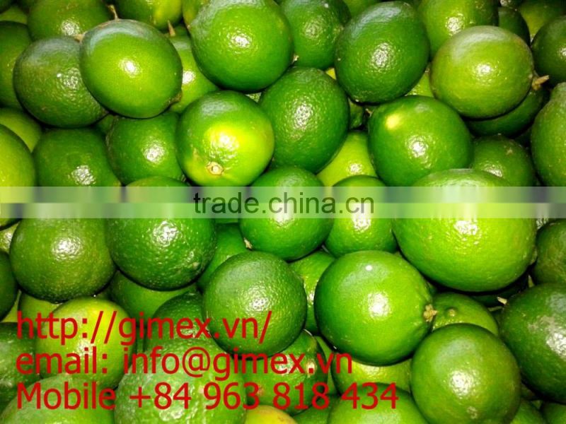 Best Lemon and Fresh lime in Vietnam
