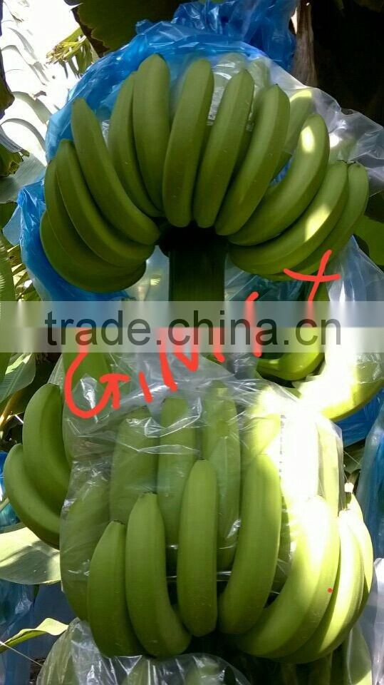 FRESH BANANA / Whatsapp +84 963818434