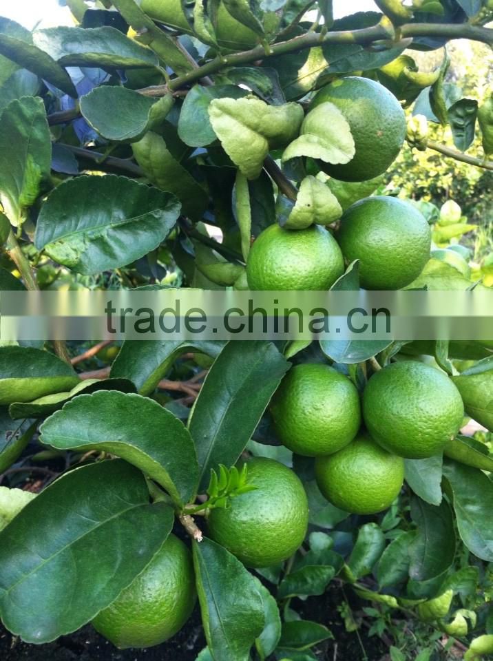 GIMEX VIET NAM FRESH LIME CHEAP