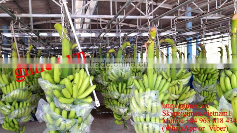 FRESH CAVENDISH BANANA EXPORTING GIMEX VIET NAM