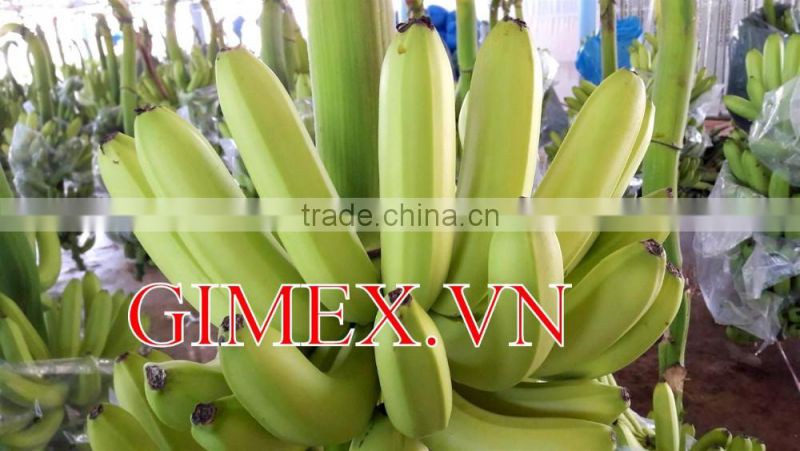 fresh green Cavendish Bananas