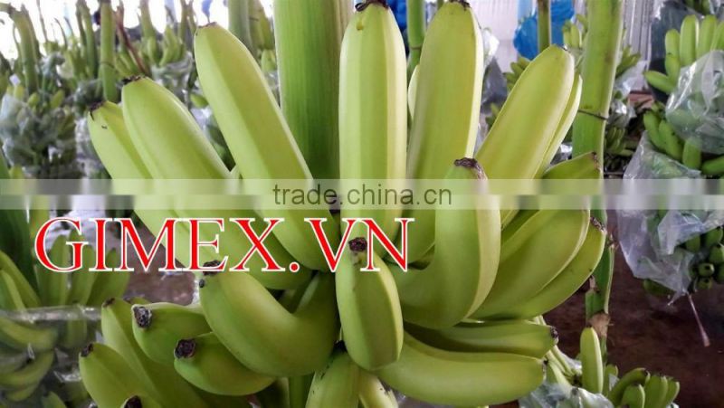 FRESH CAVENDISH BANANA EXPORTING GIMEX VIET NAM