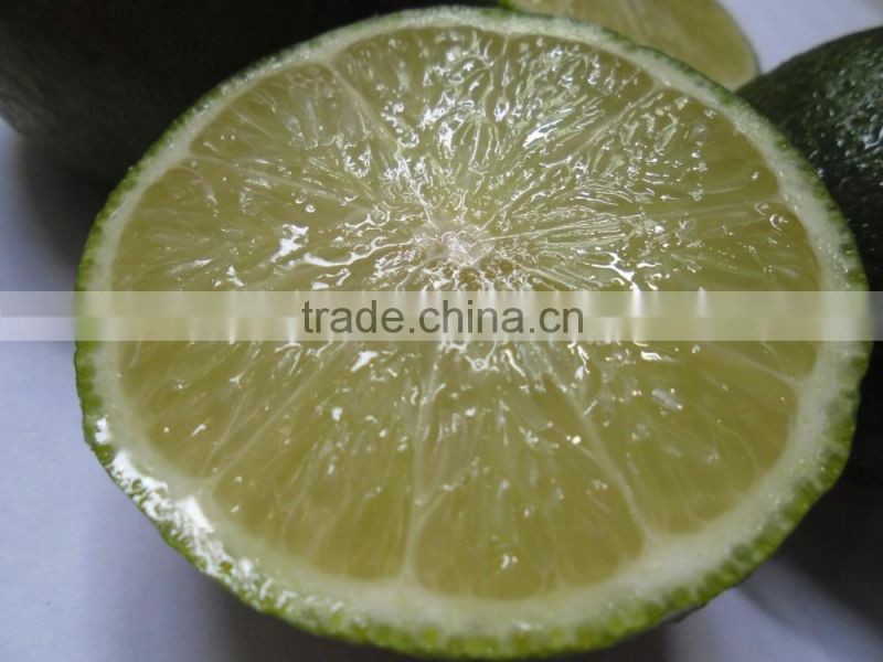 fresh Calamansi / whatsapp +84963818434