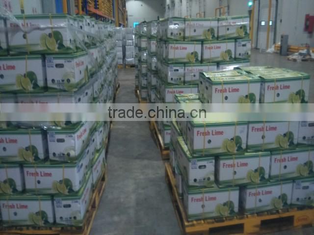 fresh Calamansi / whatsapp +84963818434