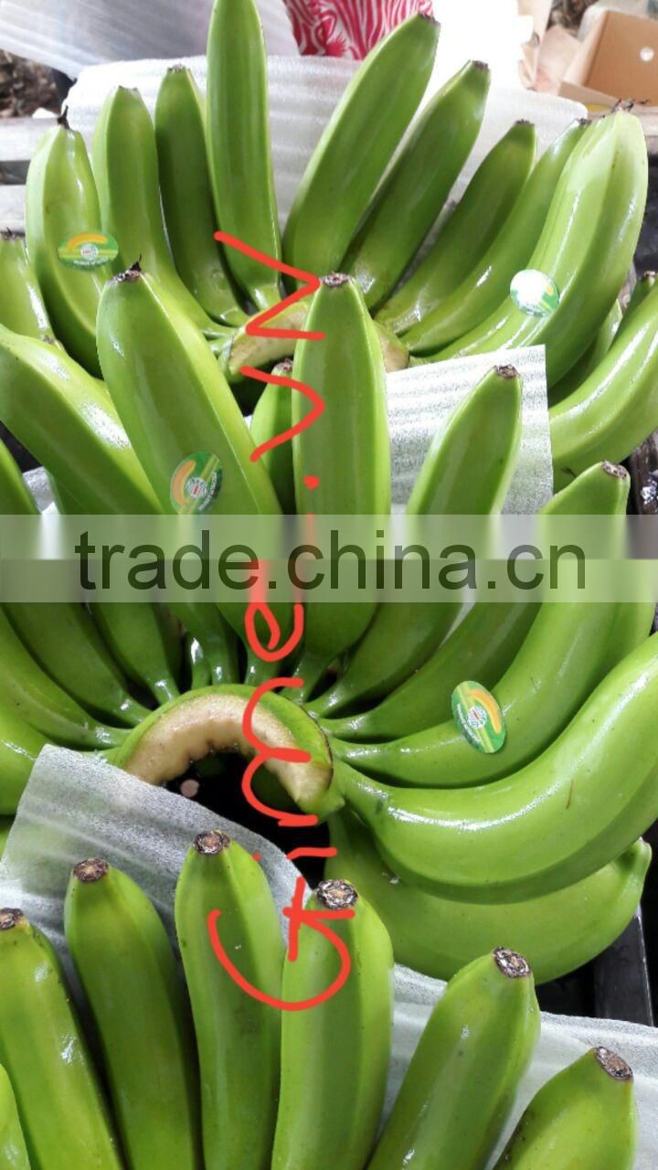 FRESH BANANA / Whatsapp +84 963818434