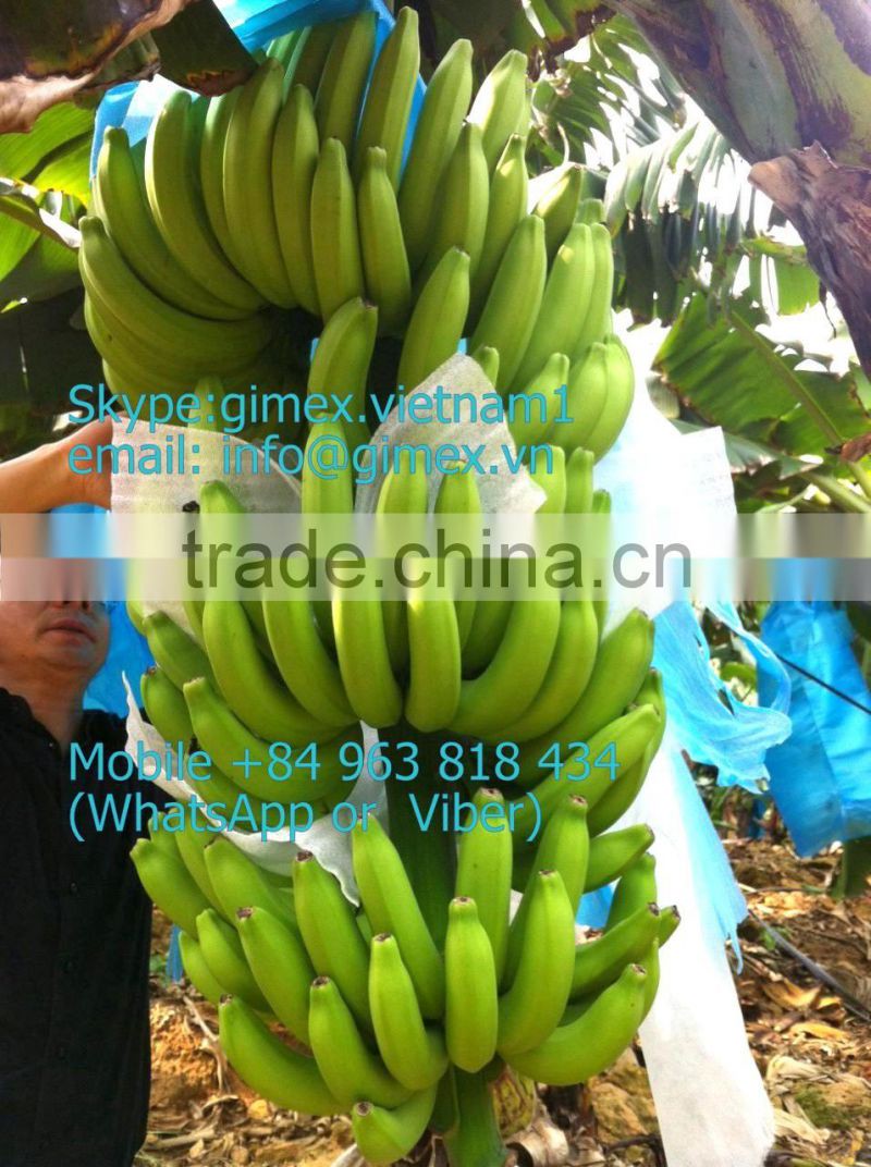 FRESH CAVENDISH BANANA EXPORTING GIMEX VIET NAM