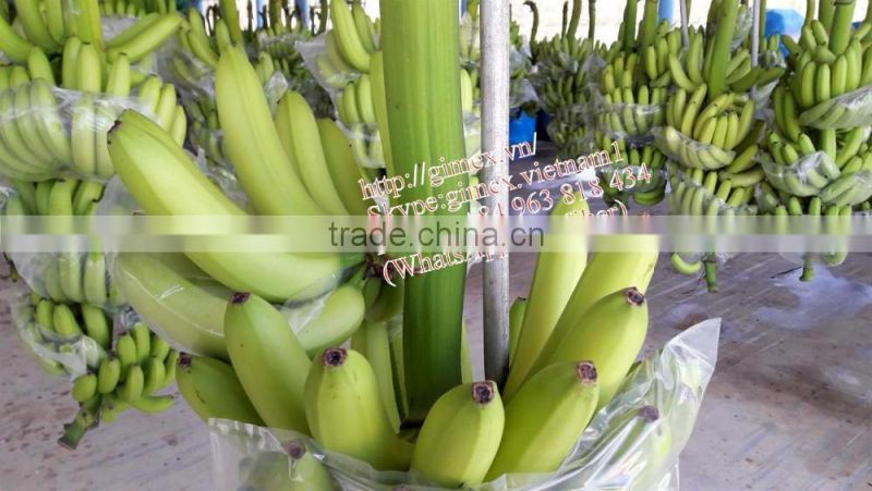 fresh green Cavendish Bananas
