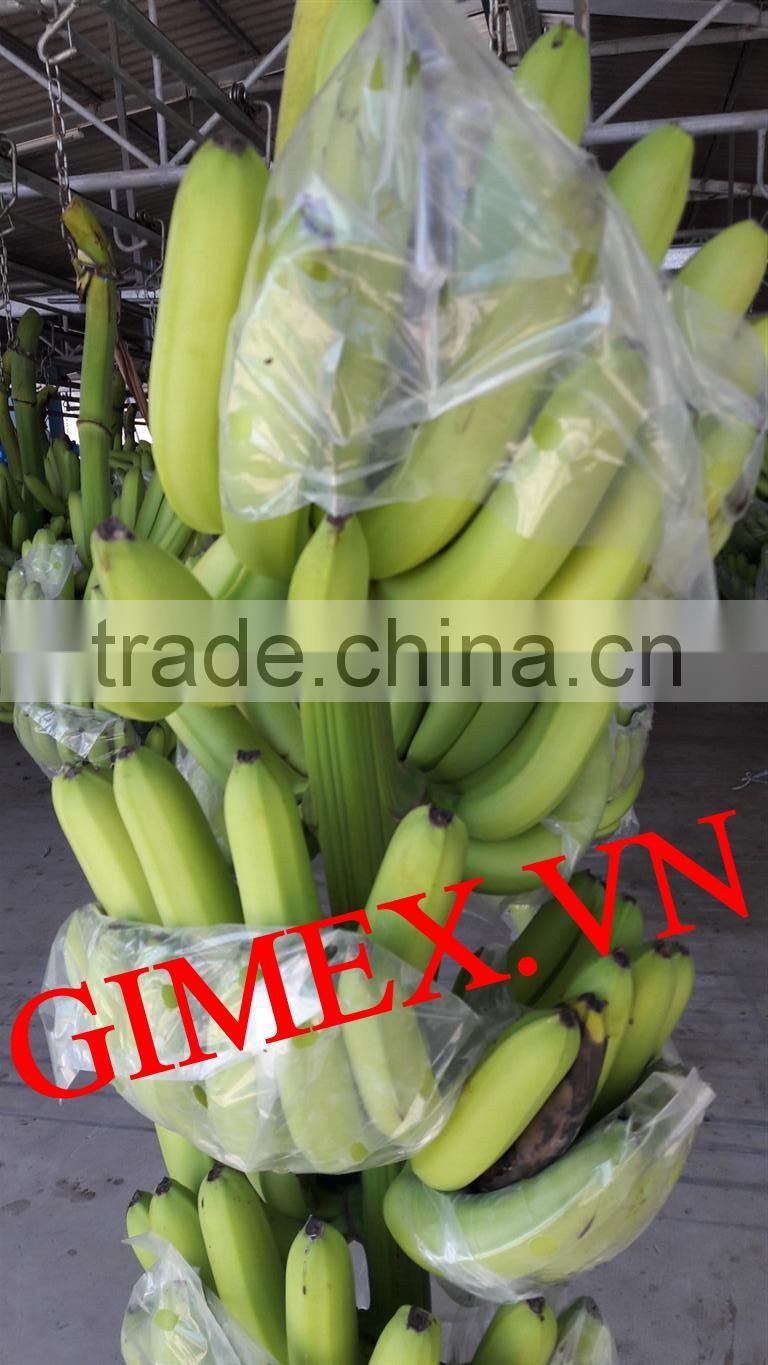 Class A Fresh Cavendish banana
