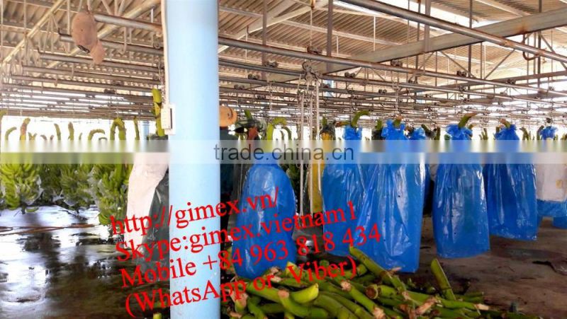 fresh green Cavendish Bananas