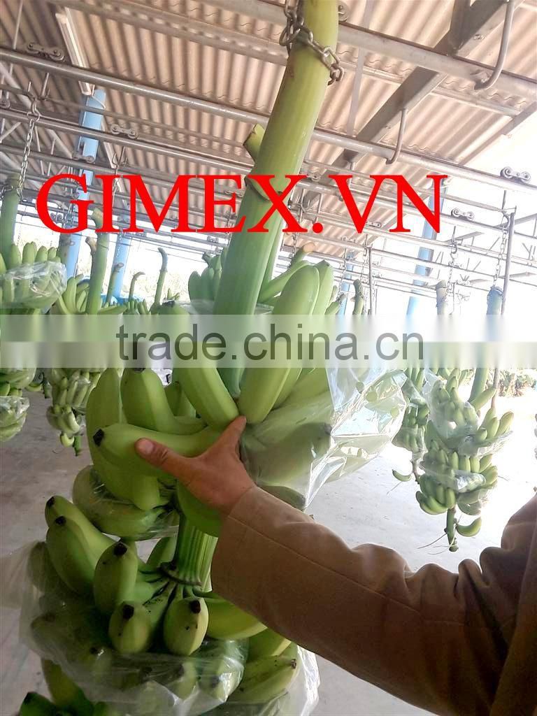 Class A Fresh Cavendish banana