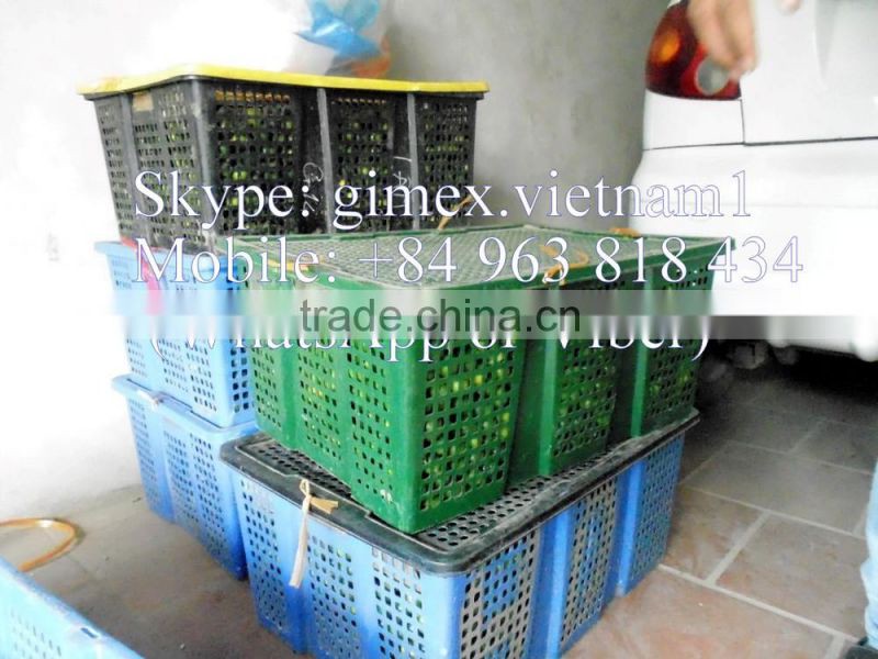 fresh Calamansi / whatsapp +84963818434