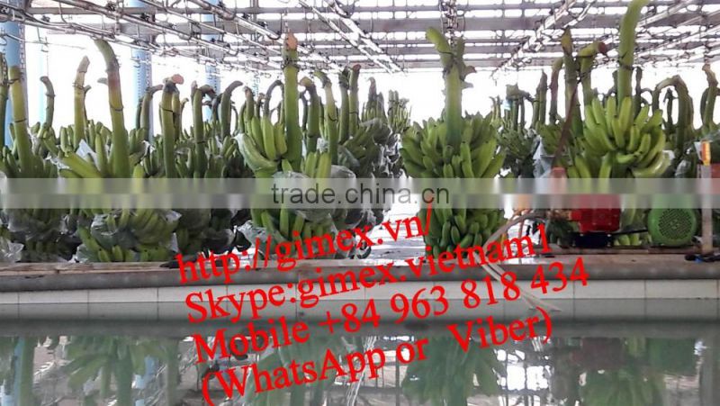 fresh green Cavendish Bananas