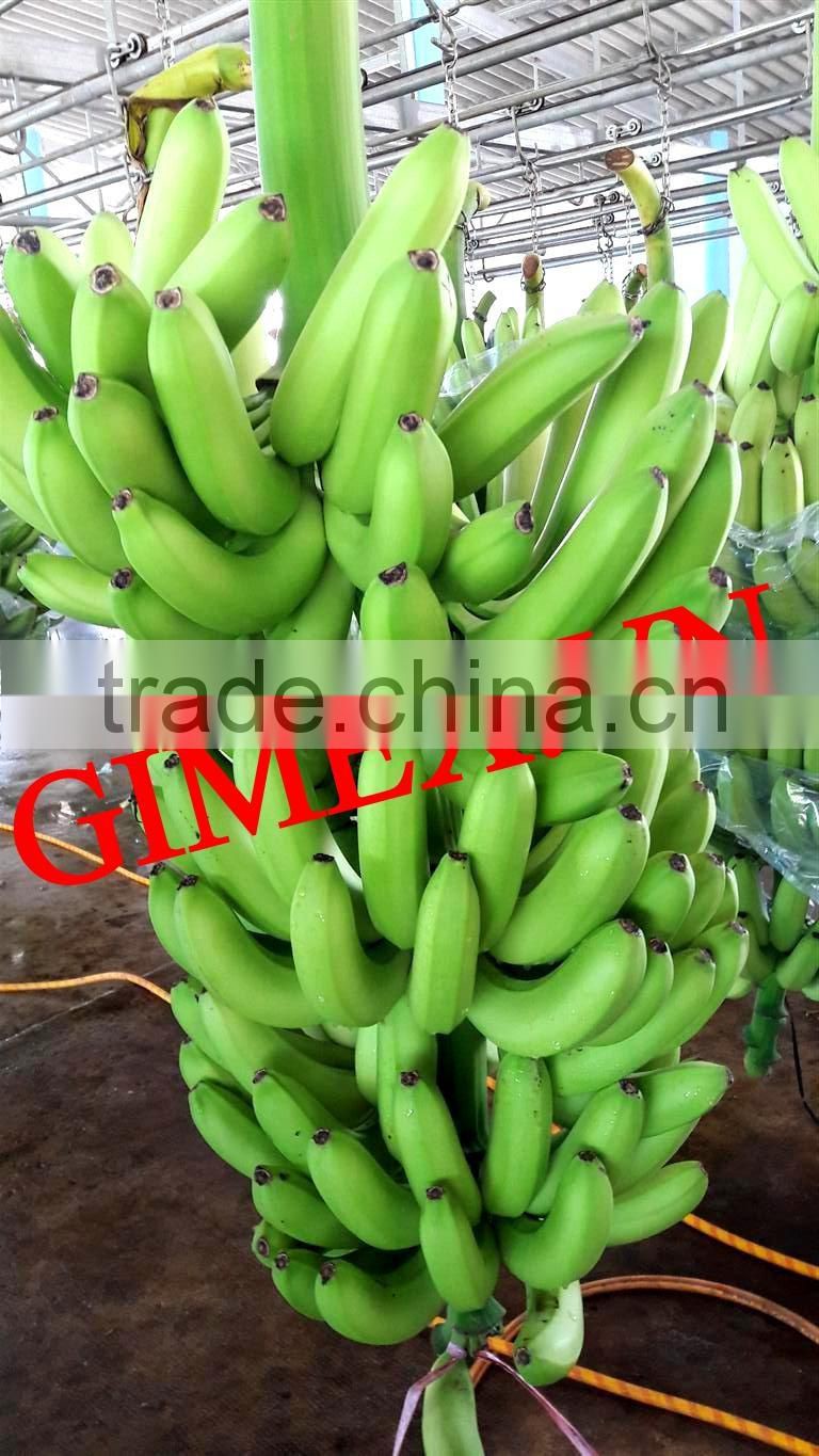 FRESH CAVENDISH BANANA EXPORTING GIMEX VIET NAM